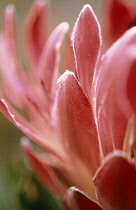 Protea, Protea eximia.