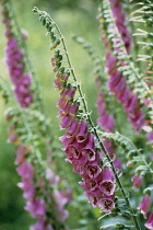 Foxglove, Digitalis purpurea.