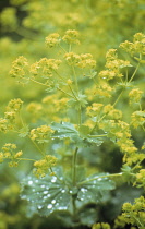 Lady's Mantle, Alchemilla mollis.