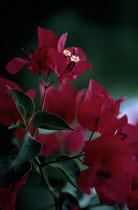 Bougainvillea.