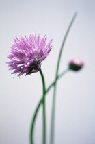 Chive, Allium schoenoprasum.