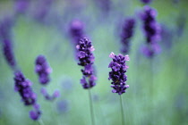 Lavender, Lavandula.