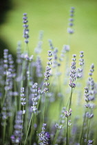 Lavender, Lavandula.