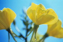 Evening Primrose, Oenothera biennis.