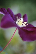 Clematis, Clematis viticella 'Etiole Violette'.