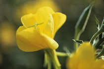 Evening Primrose, Oenothera biennis.