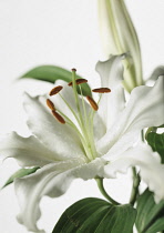 Lily, Lilium 'Casa Blanca'.