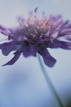 Scabious, Field scabious, Knautia arvensis.