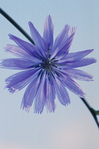 Chicory, Cichorium intybus.