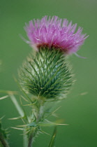 Thistle, Spear thistle, Scotch thistle, Bull thistle, Cirsium vulgare.