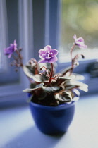 African Violet, Saintpaulia.