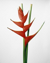 Heliconia.