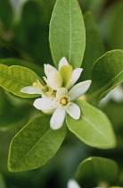 Orange, Citrus sinensis.