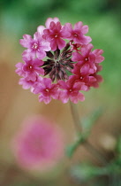 Primula, Primrose, Candelabra primrose, Primula pulverulenta.