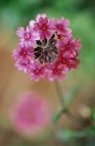 Primula, Primrose, Candelabra primrose, Primula pulverulenta.