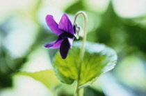 Violet, Sweet violet, Viola odorata.