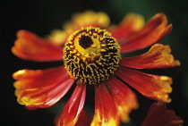 Helen's Flower, Sneezeweed, Helenium 'Moerheim Beauty'.