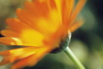 Marigold, Calendula officinalis.