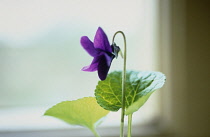 Violet, Sweet violet, Viola odorata.