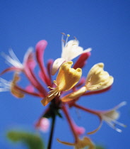 Honeysuckle, Lonicera.