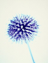 Globe Thistle, Echinops bannaticus.