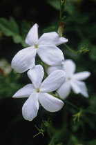 Jasmine, Jasminum officinale.