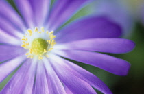 Anemone, Anemone blanda.