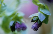 Cerinthe, Cerinthe major purpurescens.