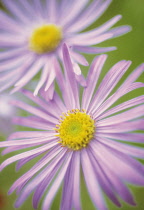 Aster, Aster x frikartii.