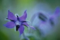 Borage, Borago officinalis.