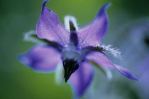 Borage, Borago officinalis.