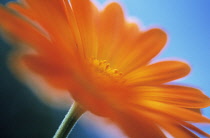 Marigold, Calendula officinalis.