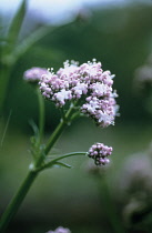 Valerian, Common valerian, Valerian officinalis.