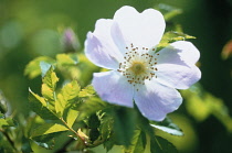 Rose, Wild rose, Dog rose, Rosa canina.