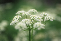 Caraway, Carum carvi.