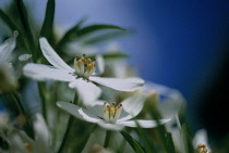 Mexican Orange Blossom, Choisya ternata 'Aztec pearl'.