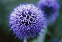 Globe Thistle, Echinops bannaticus.