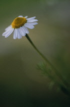 Chamomile, Chamaemelum nobile.