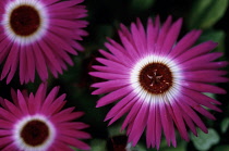 Mesembryanthemum, Dorotheanthus bellidiformis.