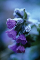 Lungwort, Pulmonaria officinalis.