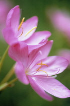 Kaffir Lily, Schizostylis coccinea.