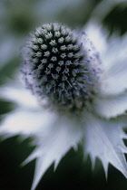 Sea Holly, Miss Wilmott's ghost, Eryngium giganteum 'Miss Wilmott's ghost'.