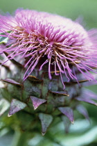 Cardoon, Cynara cardunculus.