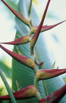 Heliconia, Heliconia schiedeana.