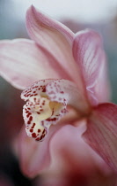 Orchid, Cymbidium.