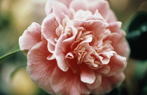 Camellia, Camellia japonica 'Lady loch'.