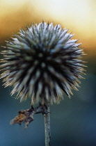 Globe Thistle, Echinops ritro.