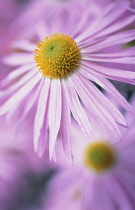 Daisy, Aster.