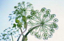 Angelica, Angelica archangelica.