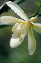 Vanilla, Vanilla planifolia.
